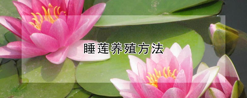 睡蓮養殖方法