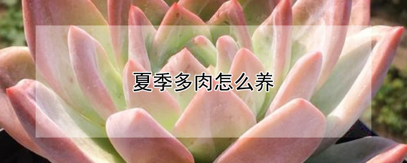 夏季多肉怎么養(yǎng)