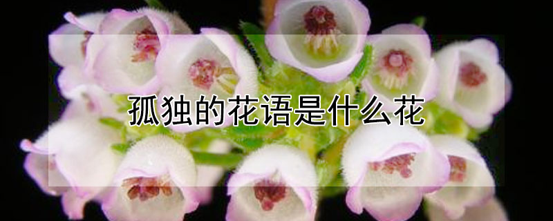 孤獨的花語是什么花