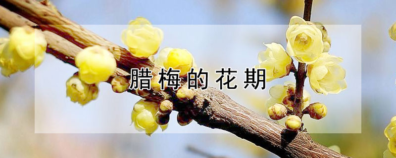 臘梅的花期