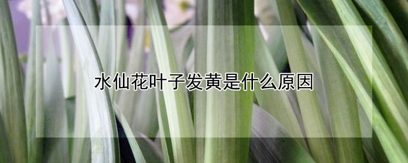 水仙花葉子發黃是什么原因