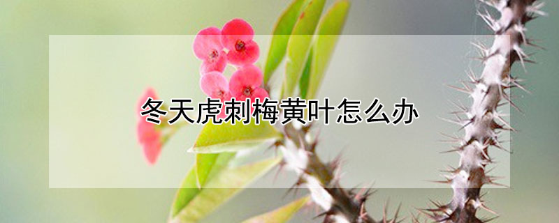 冬天虎刺梅黃葉怎么辦