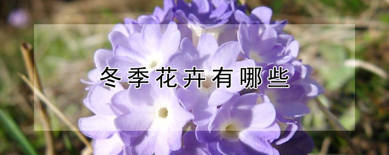 冬季花卉有哪些