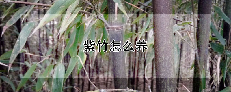 紫竹怎么養(yǎng)