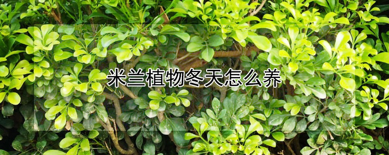 米蘭植物冬天怎么養