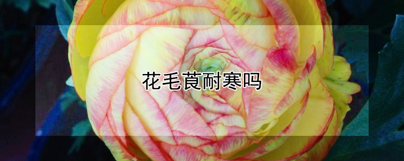 花毛莨耐寒嗎