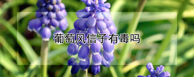 葡萄風(fēng)信子有毒嗎