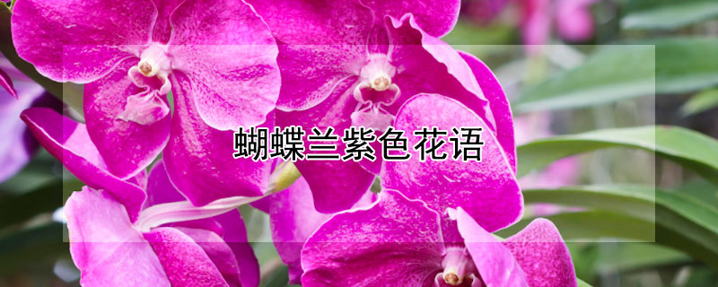 蝴蝶蘭紫色花語