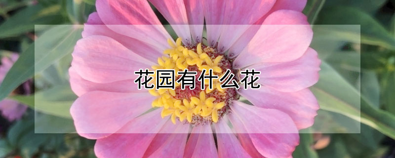 花園有什么花