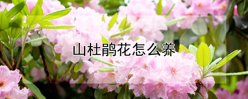 山杜鵑花怎么養(yǎng)