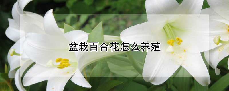 盆栽百合花怎么養(yǎng)殖