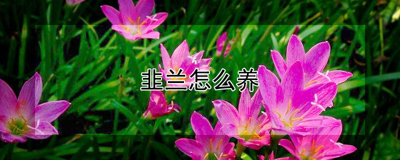 韭蘭怎么養(yǎng)