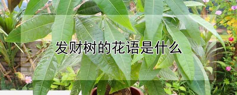 發財樹的花語是什么