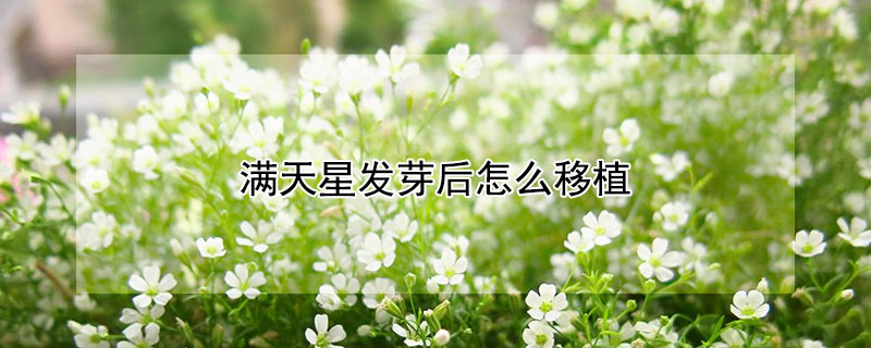 滿天星發芽后怎么移植