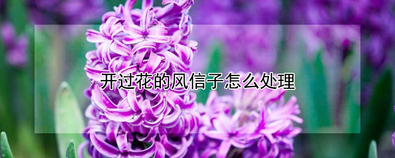 開(kāi)過(guò)花的風(fēng)信子怎么處理