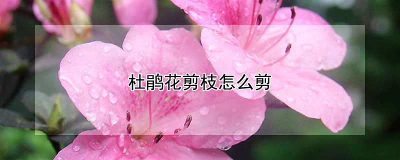 杜鵑花剪枝怎么剪