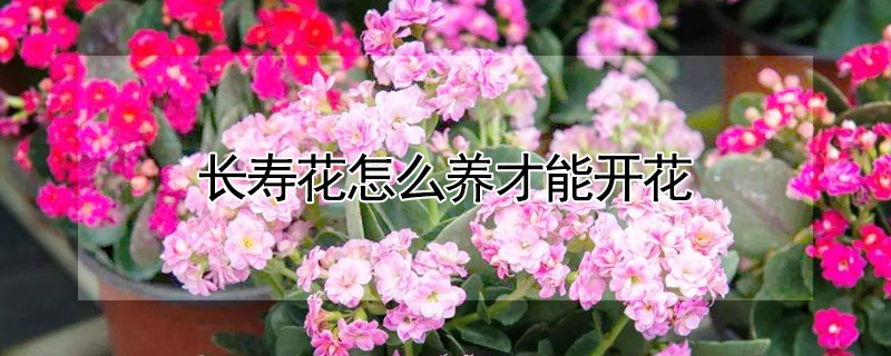 長壽花怎么養才能開花