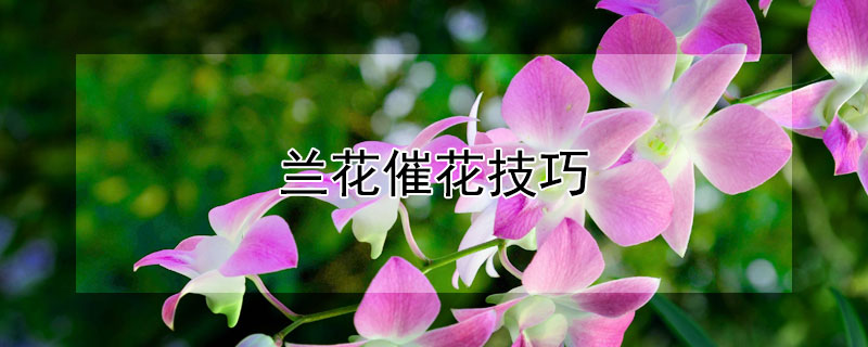 蘭花催花技巧