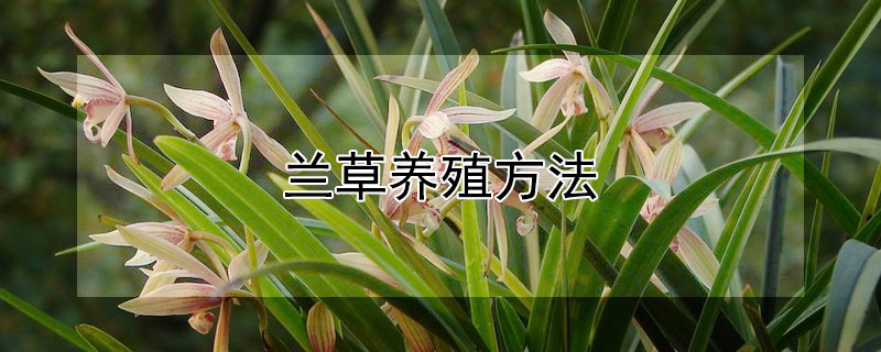 蘭草養(yǎng)殖方法