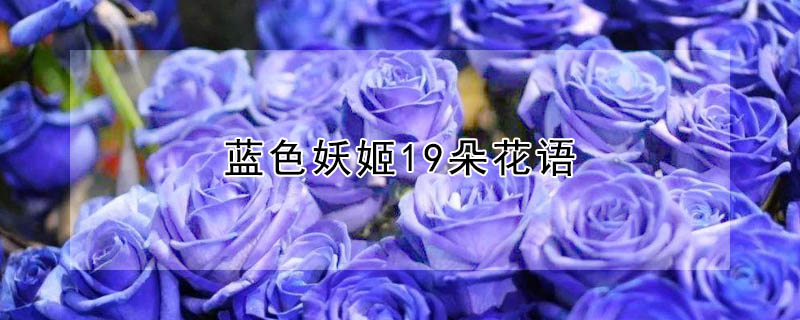 藍色妖姬19朵花語