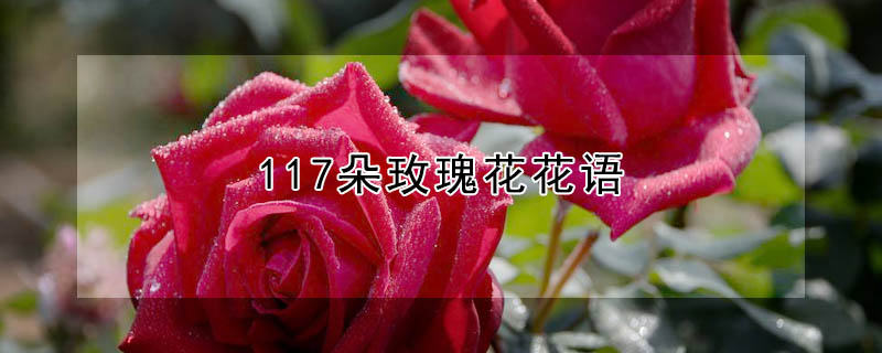 117朵玫瑰花花語