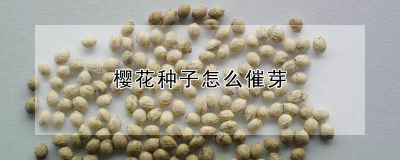 櫻花種子怎么催芽