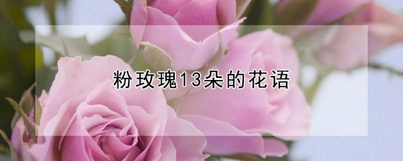 粉玫瑰13朵的花語(yǔ)