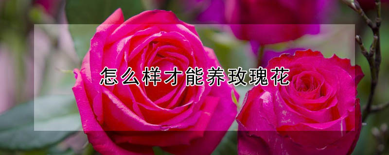 怎么樣才能養(yǎng)玫瑰花