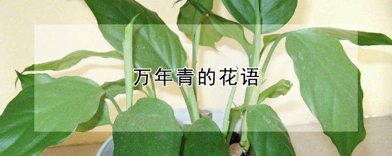 萬年青的花語