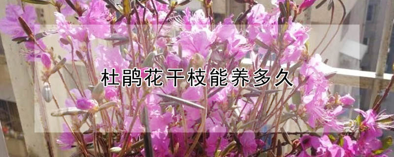 杜鵑花干枝能養多久