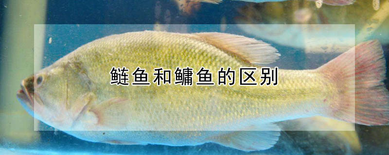 鰱魚和鳙魚的區(qū)別