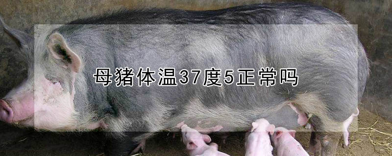 母豬體溫37度5正常嗎