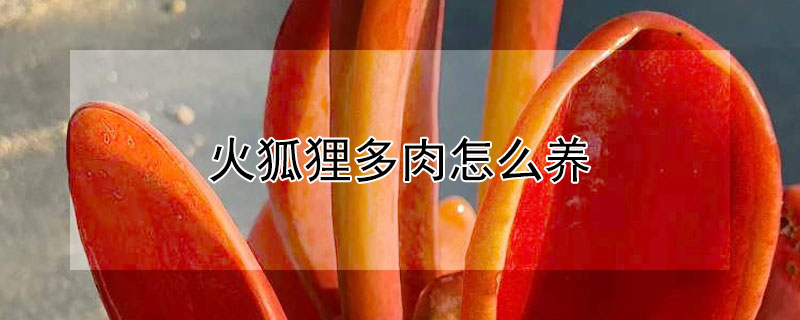 火狐貍多肉怎么養(yǎng)