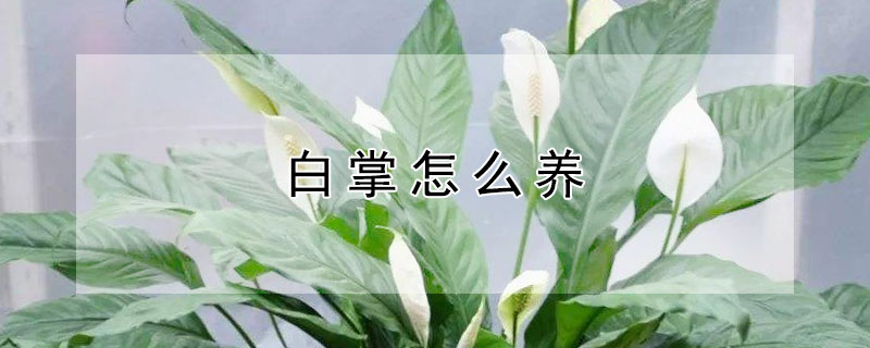 白掌怎么養