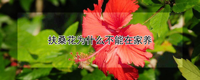 扶桑花為什么不能在家養(yǎng)