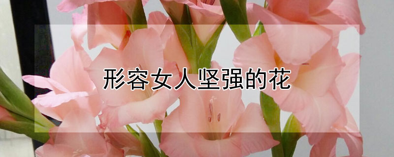 形容女人堅強的花