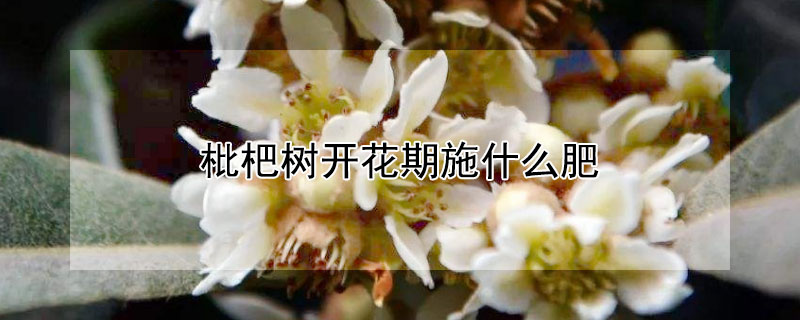 枇杷樹開花期施什么肥