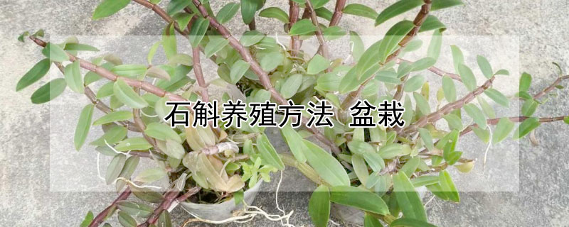 石斛養(yǎng)殖方法 盆栽