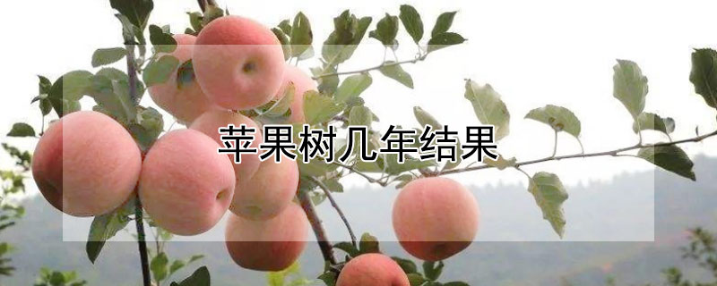 蘋果樹幾年結(jié)果