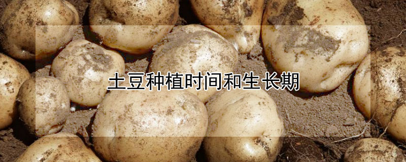 土豆種植時(shí)間和生長(zhǎng)期