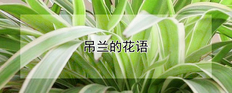 吊蘭的花語