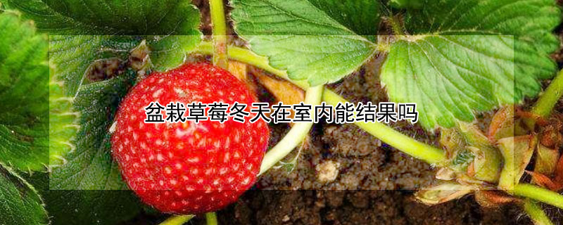 盆栽草莓冬天在室內能結果嗎