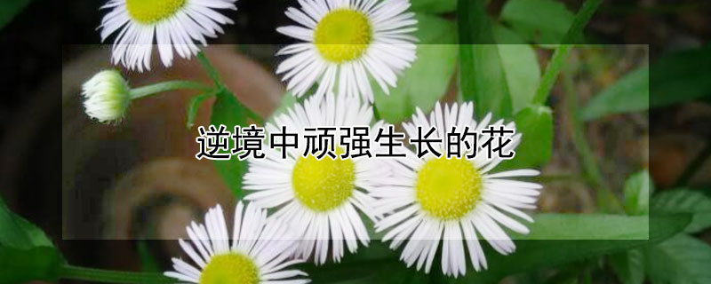 逆境中頑強(qiáng)生長的花