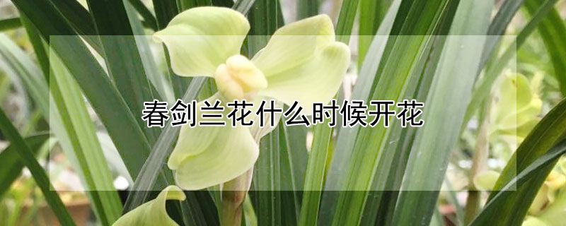 春劍蘭花什么時候開花