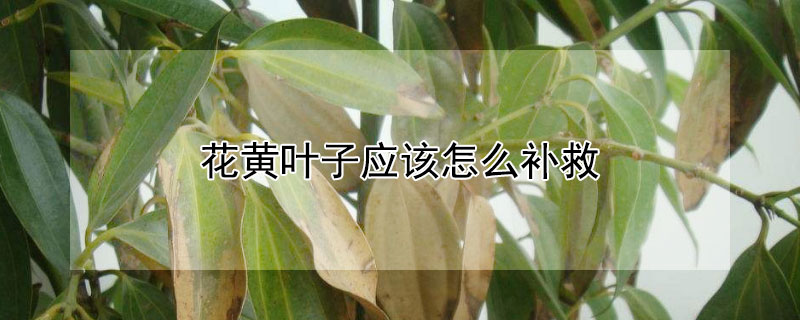 花黃葉子應該怎么補救