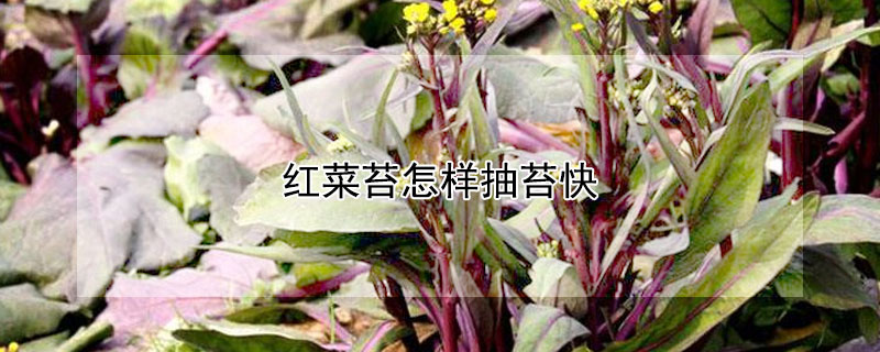 紅菜苔怎樣抽苔快