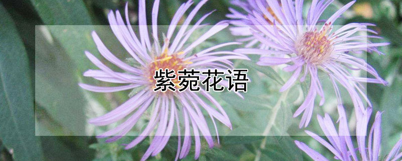 紫菀花語(yǔ)