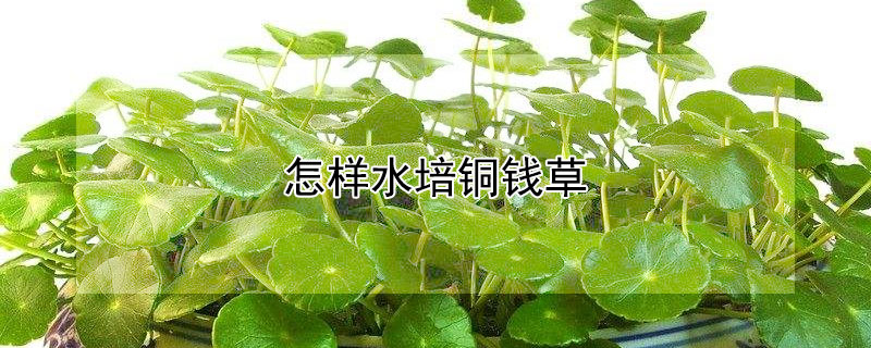 怎樣水培銅錢草