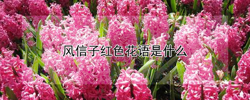 風(fēng)信子紅色花語(yǔ)是什么