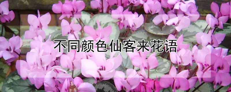 不同顏色仙客來(lái)花語(yǔ)